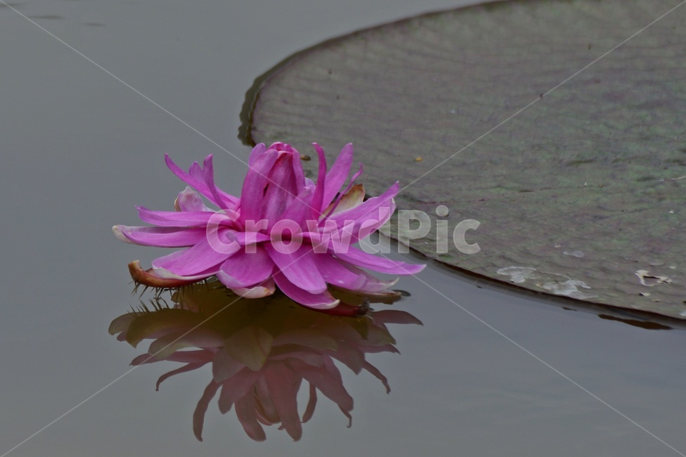 plant,식물,blossom,flower,꽃,수련,연꽃,반영,야화,연못,연잎,빅토리아연,빅토리아연꽃