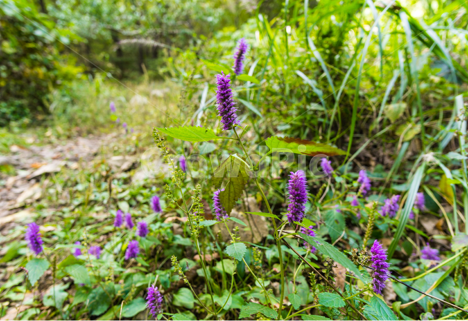 야생화,보라색,보라꽃,wildflower,purpleflower,가을야생화