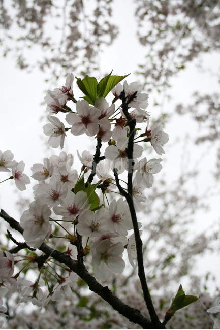 벚꽃,봄,봄날,감성,spring,flower,공원,풍경,식물,꽃,하얀,흰색,white,봄,계절,spring,season,식물,자연,plants,nature,꽃,flower,plant,blossom