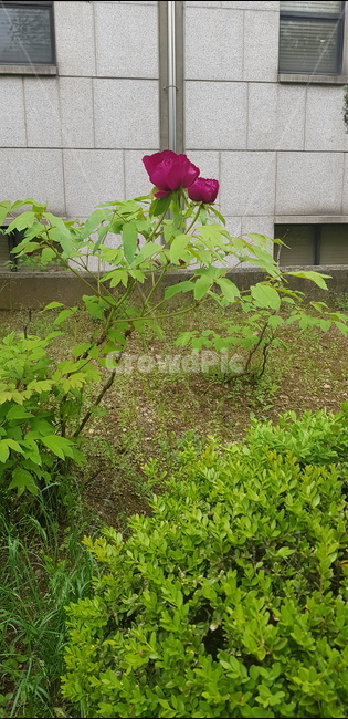 장미,꽃,건물,길거리,자연