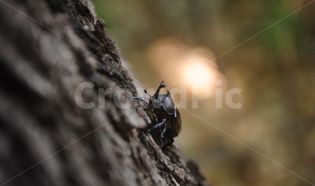 longevity sky cow,ecosystem,nature,blackjack,summer,stag beetle,beetle,bug,insect,summer bug,scarab,summer insects