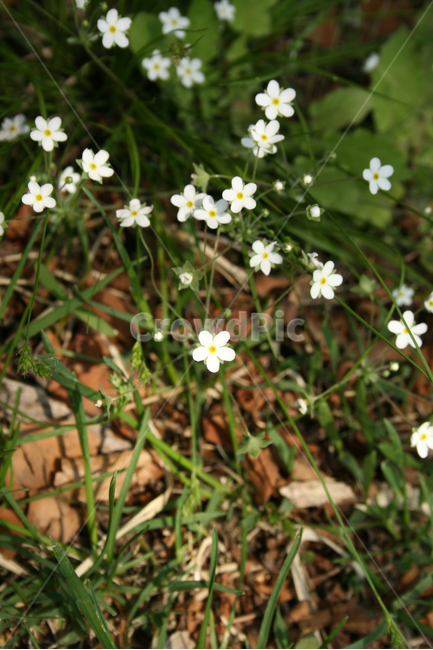 봄맞이꽃,봄,봄날,감성,spring,flower,공원,풍경,식물,새싹,잎,초록,꽃,노란색,하얀,흰색,white,봄,계절,spring,season,식물,자연,plants,nature,꽃,flower,plant,blossom,arenaria,아레나 리아