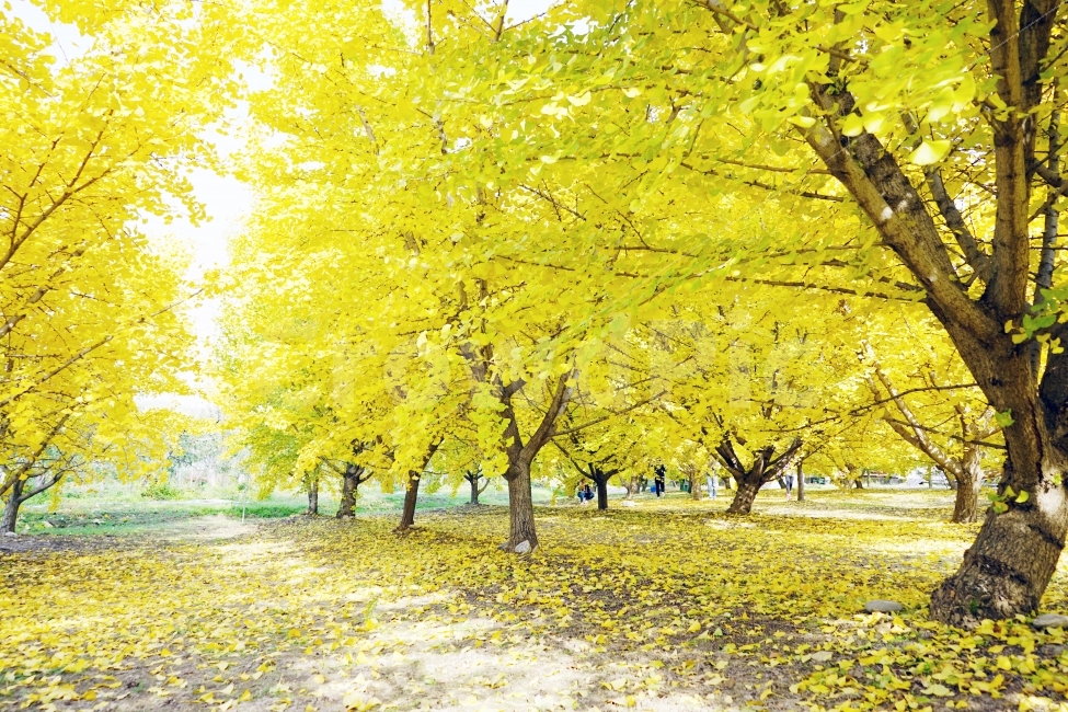 은행나무,가을,은행,노란색,풍경,한국,배경,야외,가평,가을,계절,fall,autumn,season,자연,풍경,nature,landscape,식물,plants,나무,trees,wood,tree,plant,leaf,잎