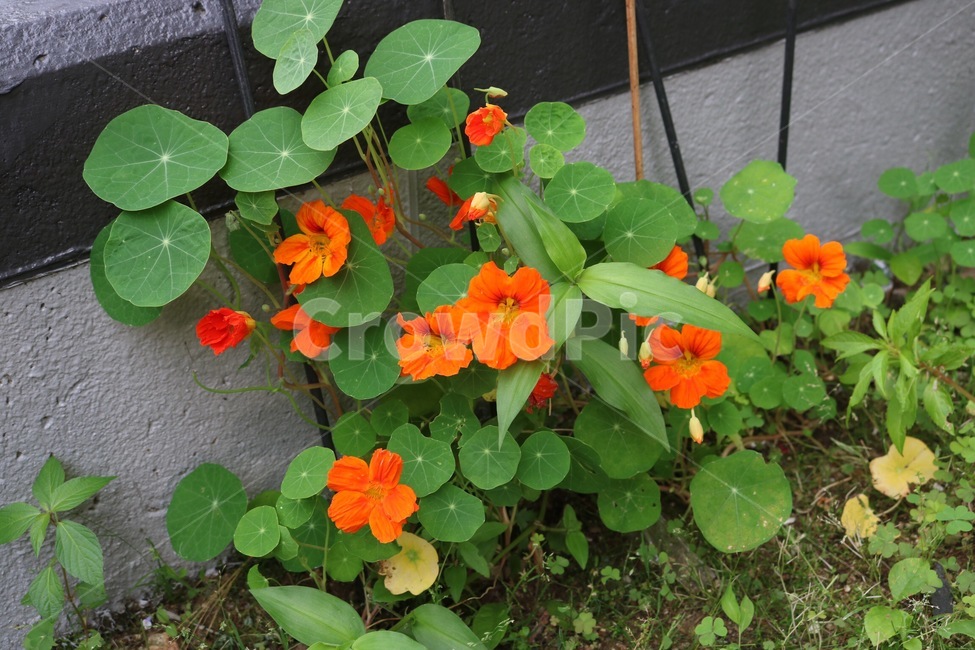 꽃,식물,자연,주황,초록,flower,plants,nature,orange,green,hana,shokubutsu,orenziiro,midori,식물,자연,plants,nature,꽃,flower