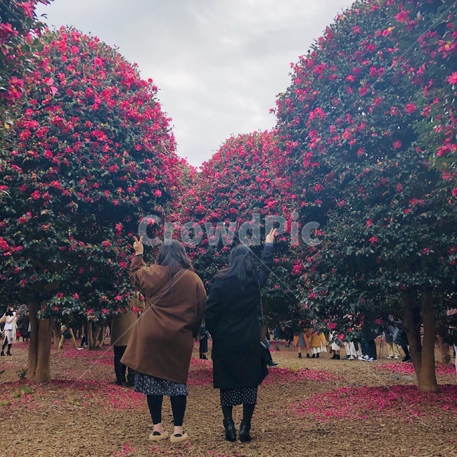 친구,사람,여자둘,두사람,제주도,동백꽃,동백,겨울,여행,겨울,계절,winter,season,사람,인물,인간,human,person,여성,여자,woman,female,lady,친구,우정,friendship,companion,여행,휴가,traveling,vacation,trip