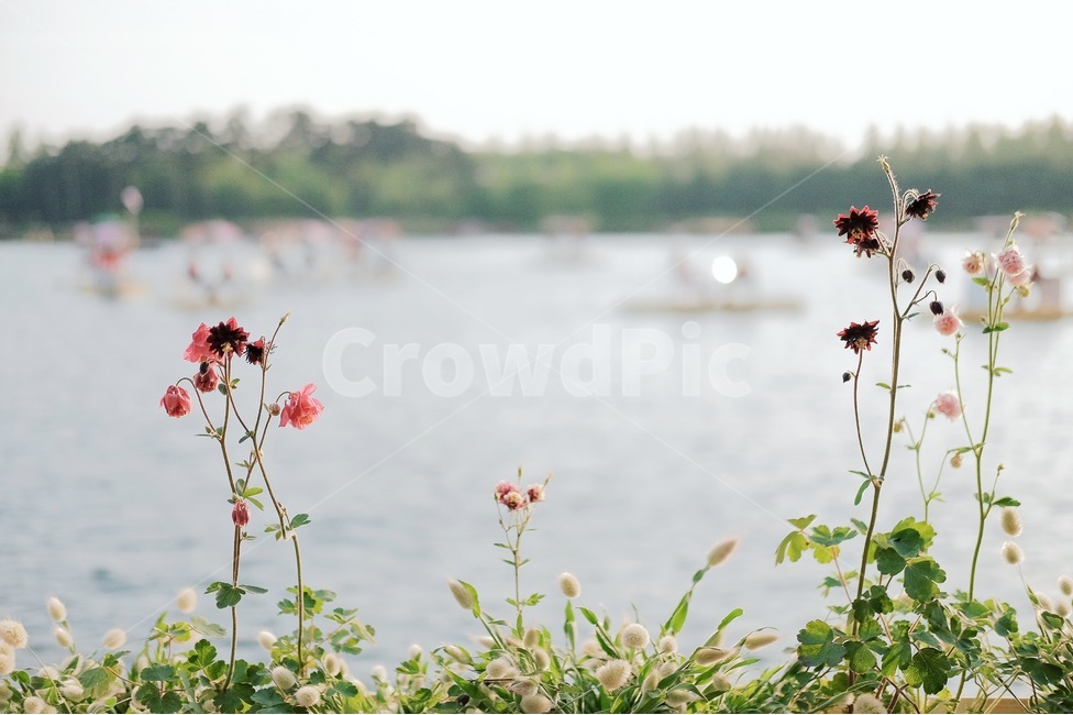 꽃,호수,풀,강가,꽃밭,봄,계절,spring,season,식물,자연,plants,nature,꽃,flower,감성,sensible,feeling,휴식,힐링,rest,relaxation,healing,water,물