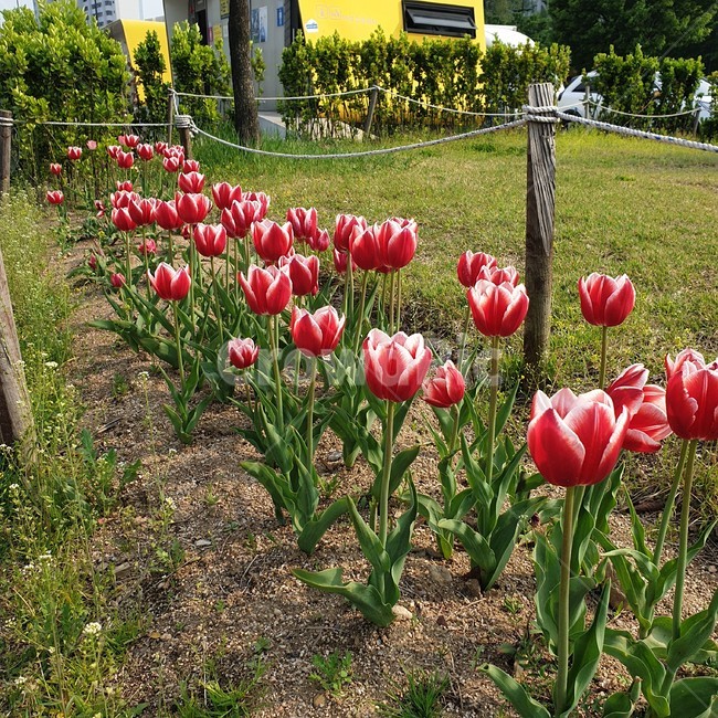 plant,식물,blossom,꽃,flower,튤립,tulip,식물,자연,plants,nature,꽃,flower