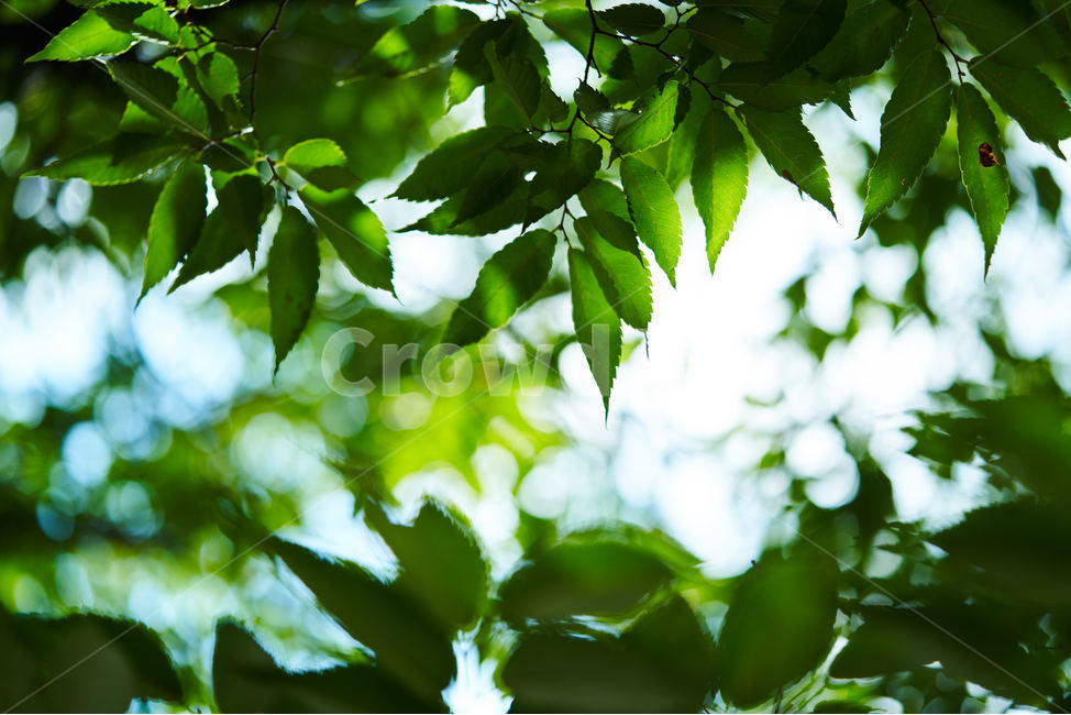 싱그러움,자연,푸르름,녹음,잎사귀,나뭇잎,식물,자연,plants,nature,휴식,힐링,rest,relaxation,healing