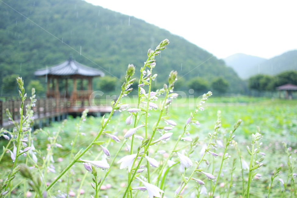 우중출사,여름,장마,비,비방울,자연,풍경,nature,landscape,비,비오는날,rain,rainy,outdoors,옥외