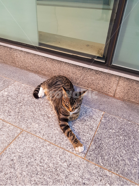 고양이,길고양이,길냥이,고려대학교,길,동물,animal,포유류,mammal,고양이,cat,kitten,kitty