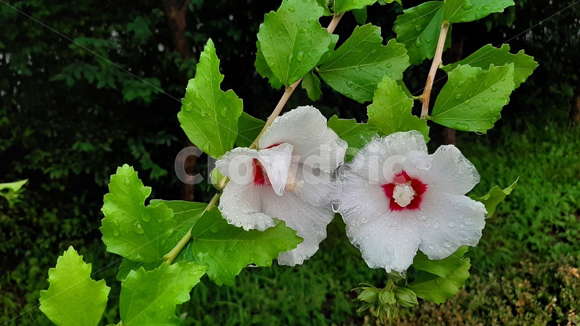 무궁화꽃,흰색무궁화,우리나라꽃,무궁화,흰색꽃,우리나라국화,무궁화나무