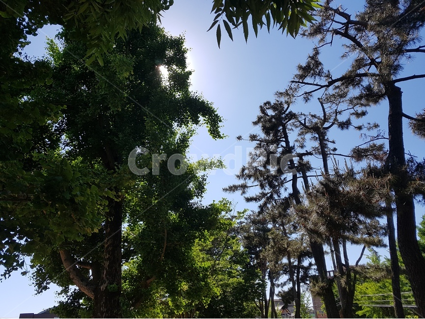식물,자연,햇빛,여름,따스함,화창한날씨,자연,풍경,nature,landscape,tree,나무,plant,tree trunk,나무 줄기