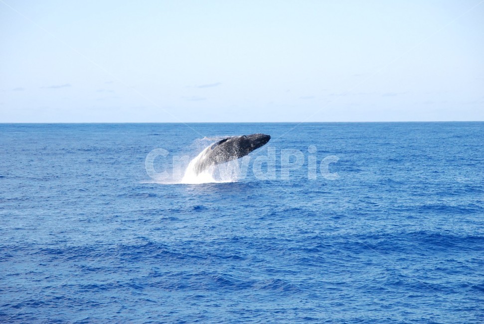 nature,ocean,바다,고래,whale,자연,물,하늘,동물,animal,포유류,mammal