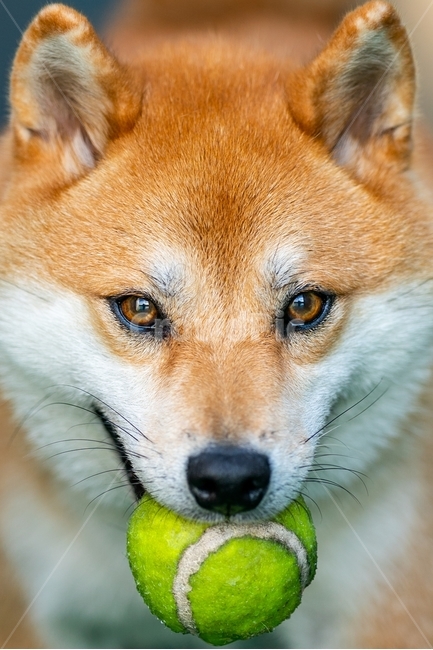 pet,동물,dog,개,시바,시바이누,시바견,적시바,동물,animal,포유류,mammal,개,강아지,dog,doggy