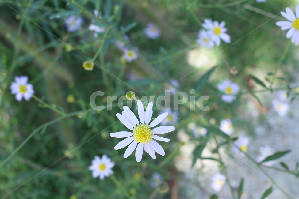 야생화,백공작,미국쑥부쟁이,aster,쑥부쟁이,꽃,식물,plant,flower,blossom,daisy