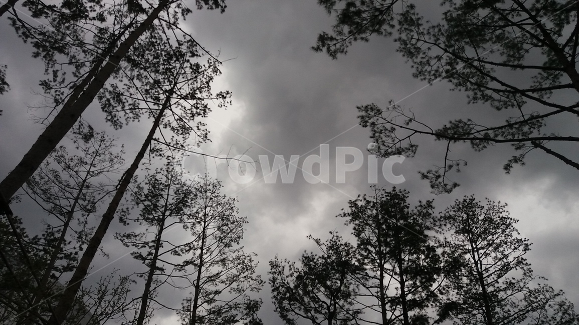 소나무,나무,잿빛,회색,하늘,그림자,실루엣,으스스,스산,먹구름,우중충,grey,sky,cloud,tree,forest,rainy