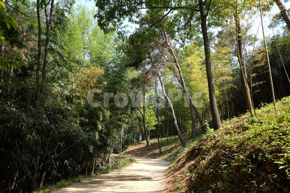 나무,숲,숲길,자연,풍경,nature,green,tree,초록