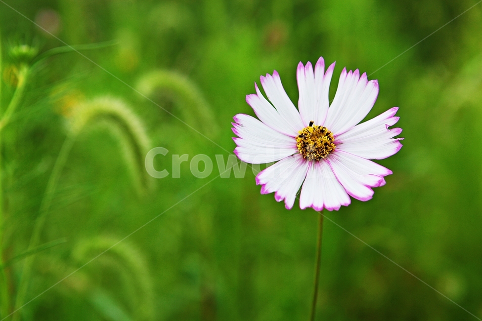 코스모스,꽃,꽃잎,들꽃,식물,가을꽃,가을,공원,자연,식물,자연,plants,nature,꽃,flower