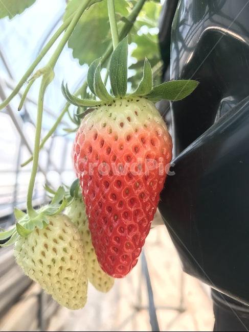 딸기,딸기밭,과일,strawberry,음식,food,fruit