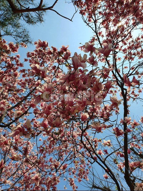 식물,꽃,목련,나무,봄