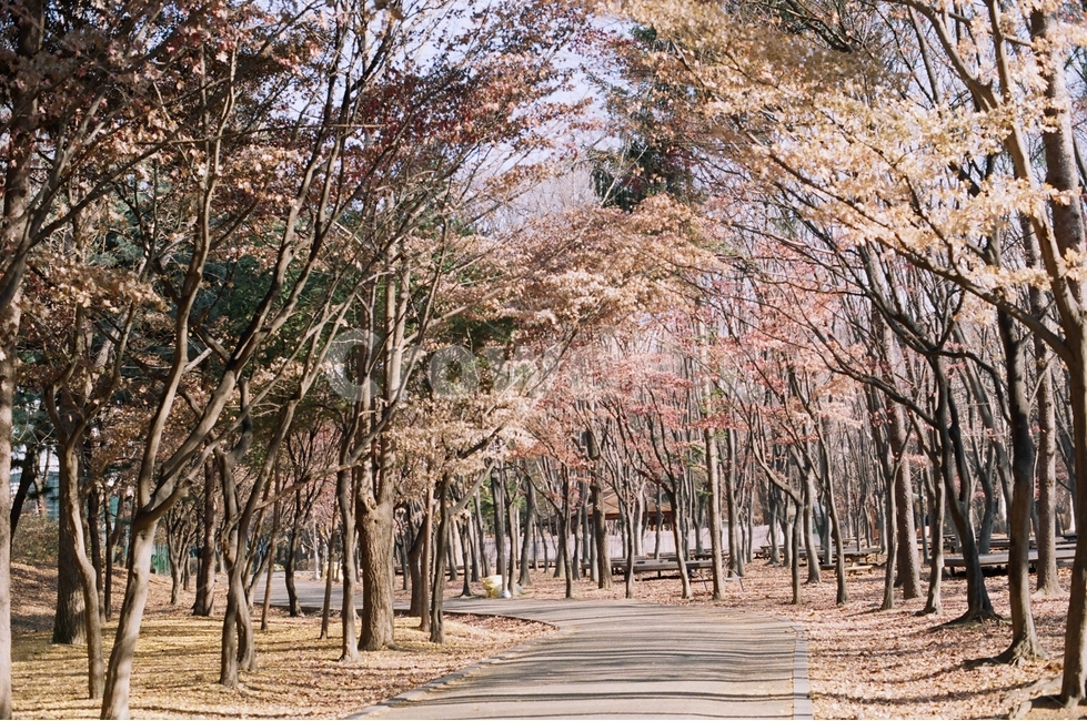 자연,자연풍경,숲,가을,필름,필름감성,양재천,양재시민의숲