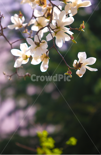 벚꽃,봄,srpingcherryblossom,꽃,계절,springseason,식물,자연,plantsnatureflower,봄,계절,spring,season,식물,자연,plants,nature,꽃,flower,plant