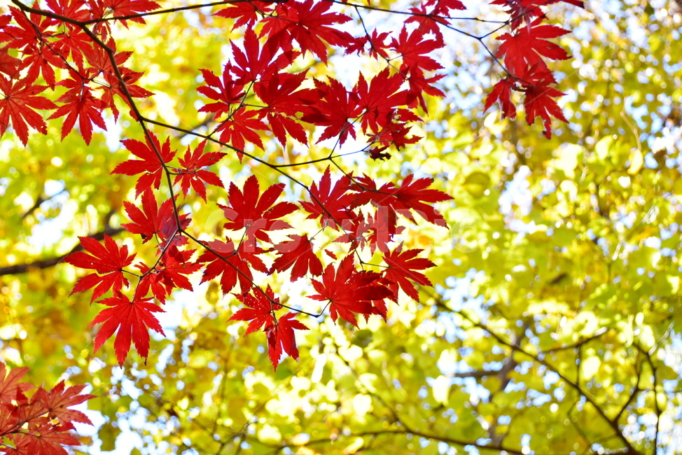 가을,단풍,울긋불긋,계절,시즌,아름다운,풍경,가을색,단풍잎,가을,계절,fall,autumn,season,leaf,잎,plant,식물,tree,나무,maple