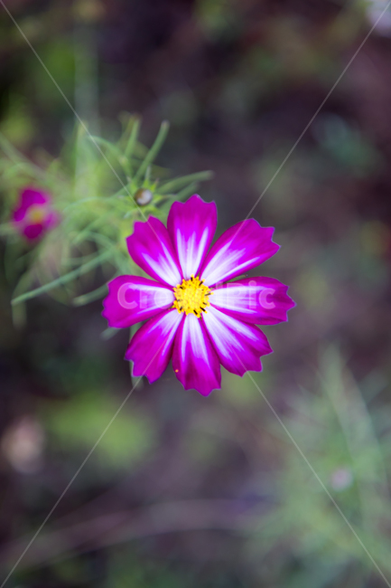 식물,꽃,코스모스,가을꽃,flower,cosmos,식물,자연,plants,nature,꽃,flower