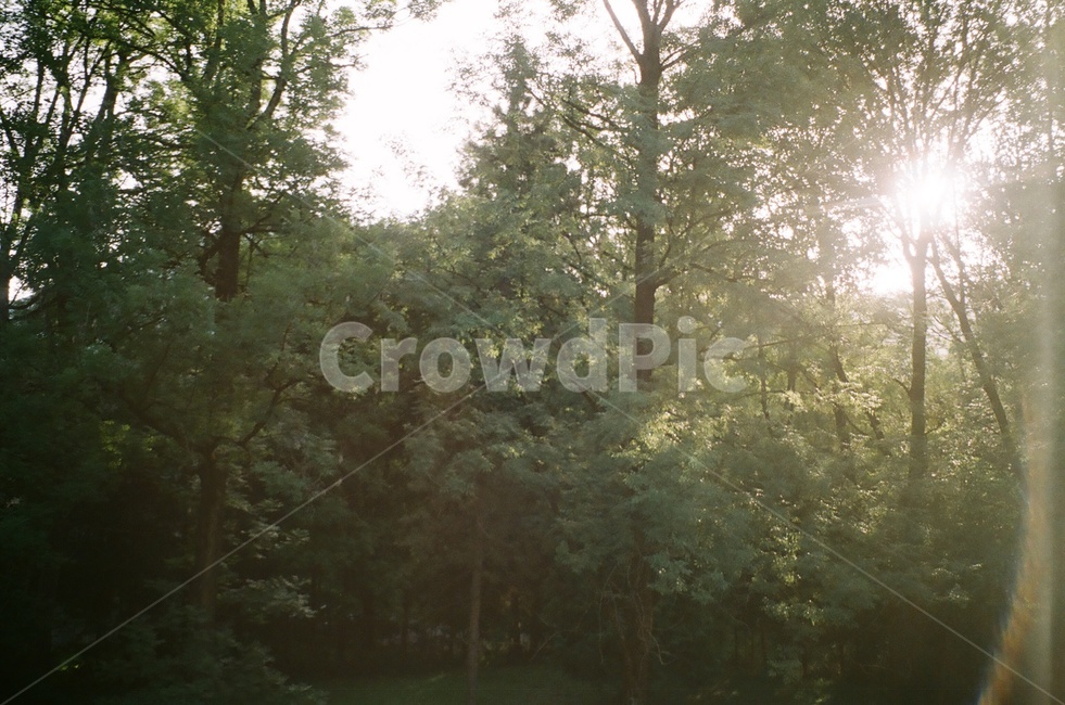 햇빛,나무,숲,초록색,필름카메라,햇볕,자연,풍경,nature,landscape,light,빛,flare,플레어
