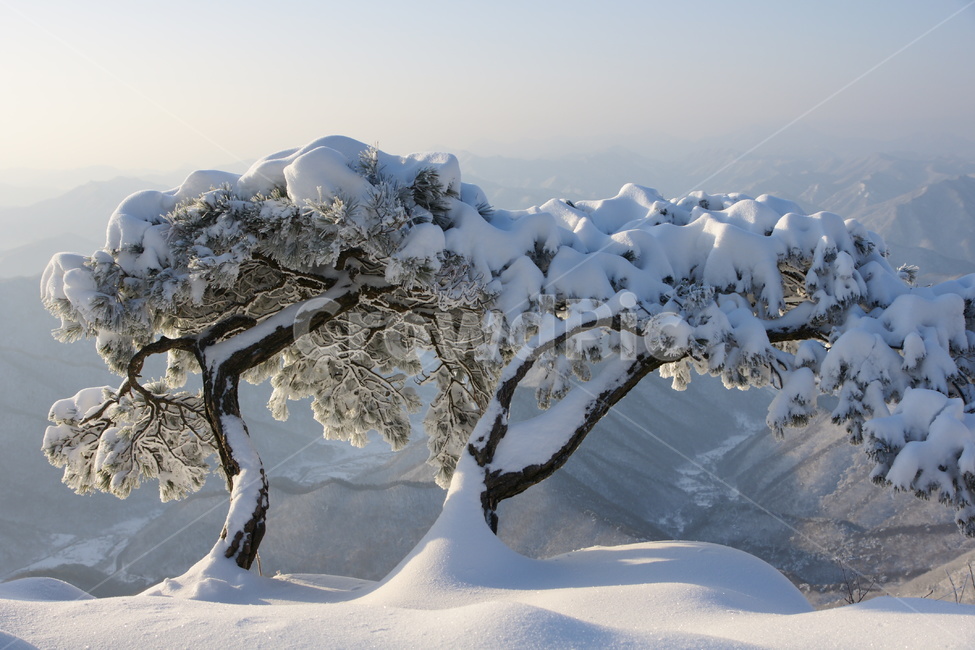 대둔산,부부송,소나무,풍경,설경,겨울,계절,winter,season,자연,풍경,nature,landscape,outdoors,옥외,snow,눈