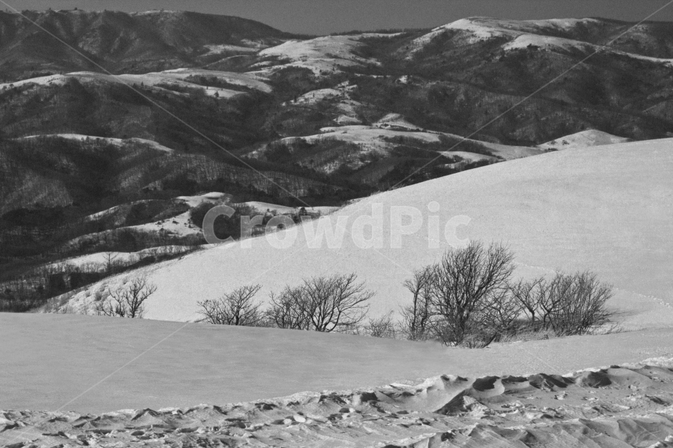 자연,풍경,눈,대관령,나무,landscape,겨울,계절,winter,season,자연,풍경,nature,landscape,흑백,모노톤,monochrome,black and white,outdoors,옥외