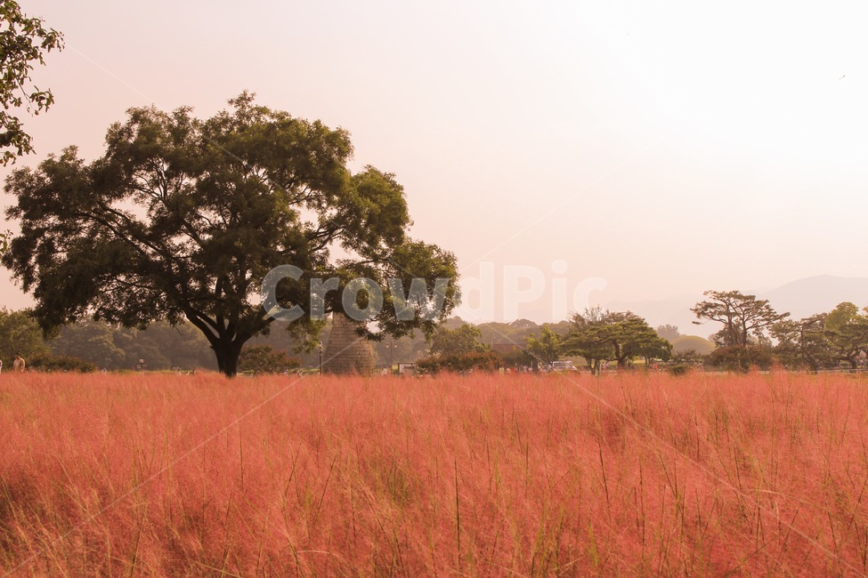 꽃,핑크뮬리,가을,자연,경주,날씨,핑크,핑크색,pink,나무,tree,식물