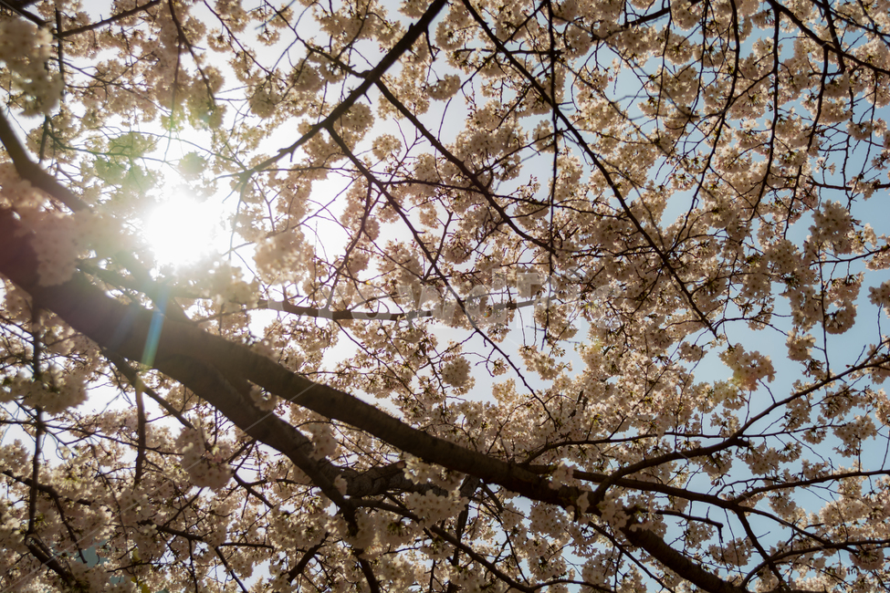 봄,벚꽃,cherryblossom,꽃,자연,역광,풍경,하늘,나무,감성,봄,계절,spring,season,식물,자연,plants,nature,꽃,flower,plant,cherry blossom,blossom