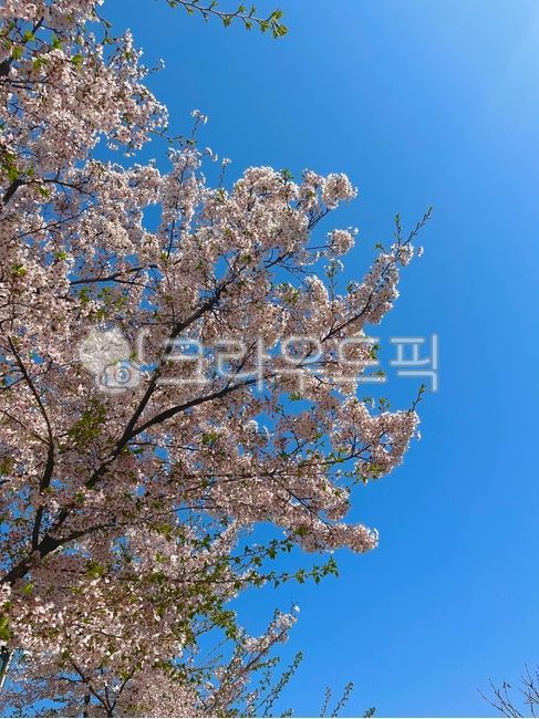 풍경, 나무, 꽃, 봄, 벚꽃, 사진,이미지,일러스트,캘리그라피 - 둘러보는 순간작가
