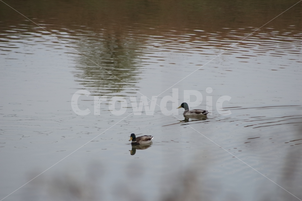 강,오리,동물,새,조류,duck,철새,두마리,수영,동물,animal,조류,새,birds