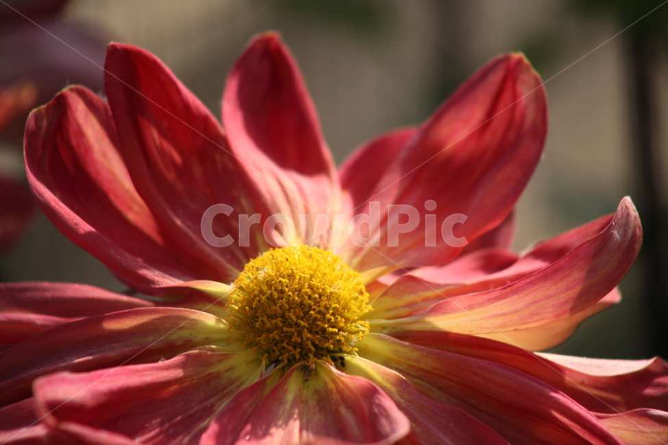 국화,식물,꽃,가을꽃,chrysanthemum,식물,자연,plants,nature,꽃,flower