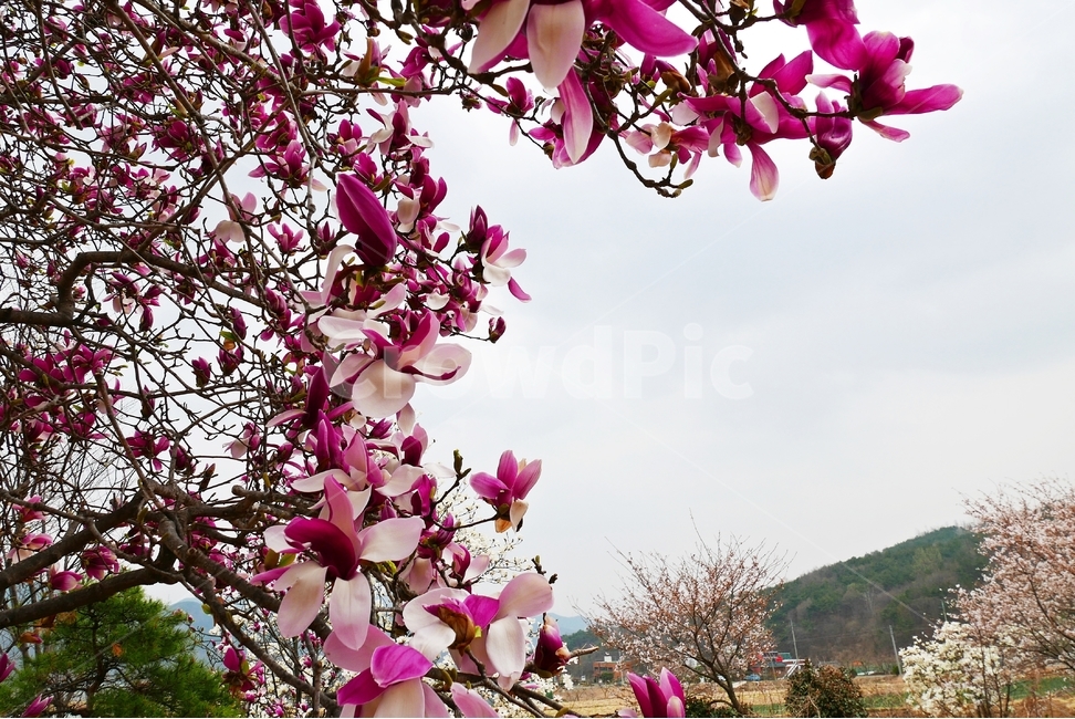 목련꽃,목련,자목련,봄꽃,꽃,꽃잎,잎,잎사귀,자주색,나무,나뭇가지,초록색,녹색,배경,탐스런,봉우리,꽃봉우리,봉오리,꽃봉오리,새싹,봄,큰꽃잎,하늘,마을,전원풍경,군락,봄,계절,spring,season,식물,자연,plants,nature,꽃,flower,plant,blossom,cherry blossom,벚꽃