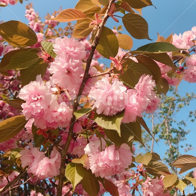 겹벚꽃,벚꽃,봄,핑크,꽃놀이,식물,자연,plants,nature,꽃,flower