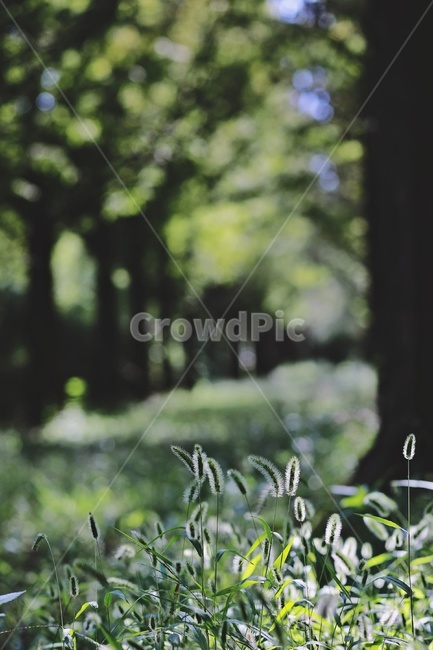 강아지풀,산책로,나무,숲속,자연,nature,trail,wood,tree,foxtail,식물,자연,plants,nature