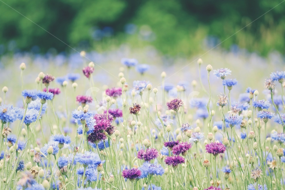 환벽당,수레국화,꽃,flower,봄,spring,보라,식물,plants,식물,자연,plants,nature,꽃,flower,감성,sensible,feeling