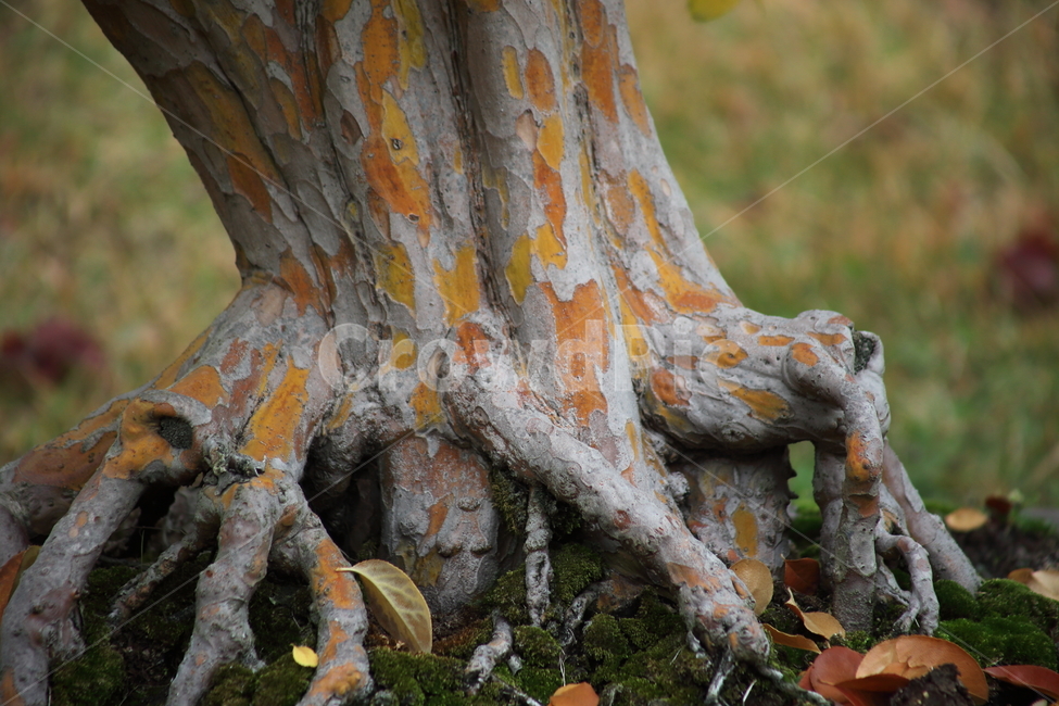 모과나무,가을,식물,chinesequince,root,가을,계절,fall,autumn,season,식물,자연,plants,nature,나무,trees,wood,plant,뿌리,tree,tree trunk,나무 줄기