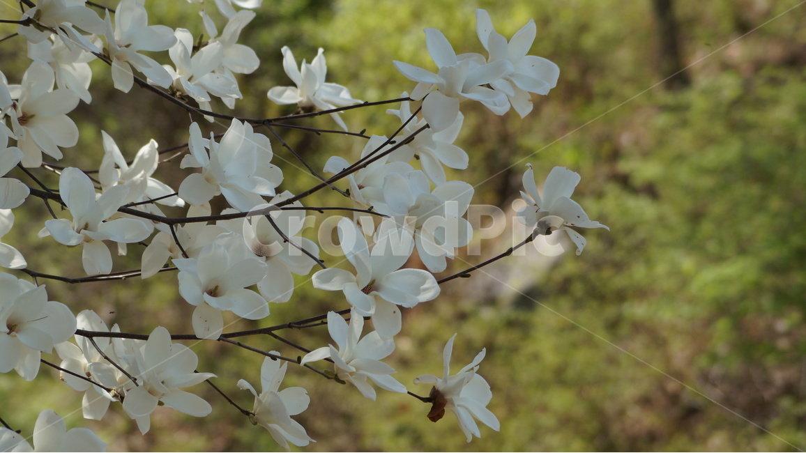 꽃,봄꽃,자연,풍경,목련,봄,계절,spring,season,식물,자연,plants,nature,꽃,flower,plant,petal,꽃잎,blossom