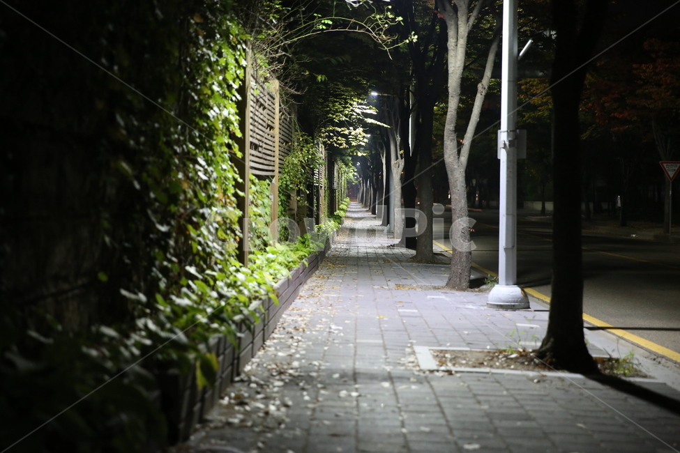 인도,밤길,퇴근길,가로등길,가로수길,야경,밤,풍경,nightscape,night,landscape,공포,호러,무서운,무서움,horror,terror,fear,outdoors,옥외,garden,정원