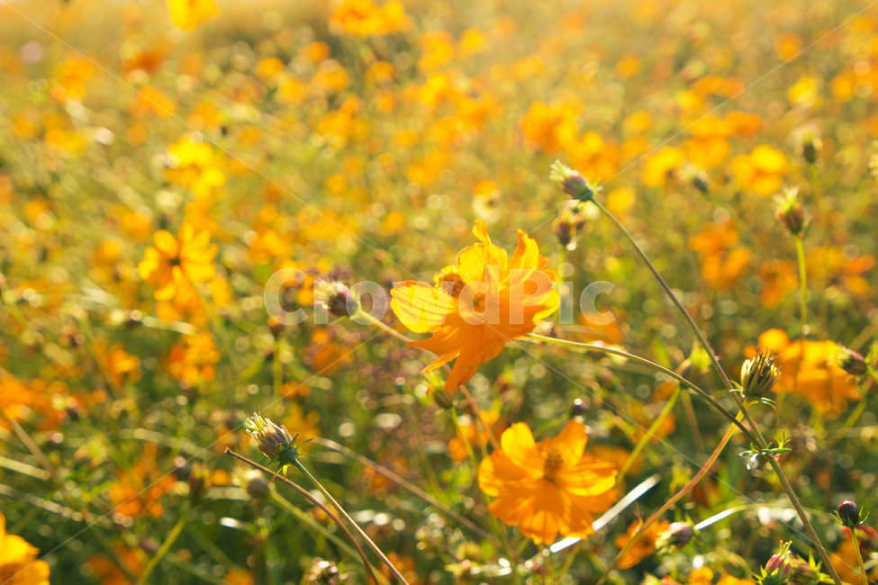 자연,식물,꽃,코스모스,노란,아름다운,가을,가을,계절,fall,autumn,season,식물,자연,plants,nature,꽃,flower,plant,field,들,grassland,목초지,outdoors,옥외