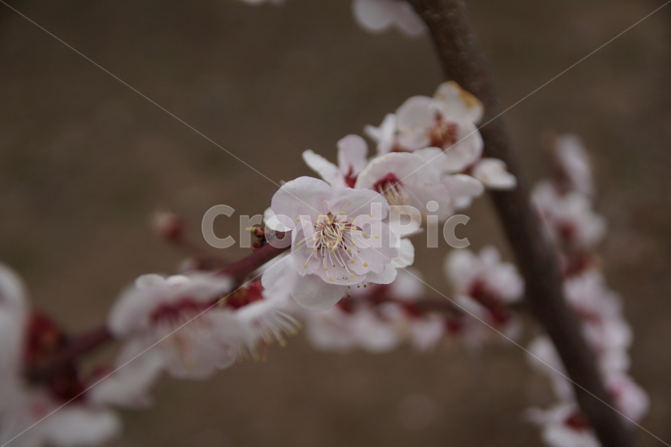 식물,나무,꽃,flower,blossom,cherryblossom,식물,자연,plants,nature,꽃,flower