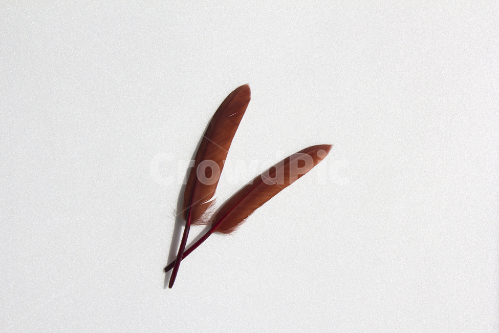 깃털,누끼,클로즈업,탑,탑뷰,탑앵글,붉은색,레드,흰배경,털,새털,붉은,빨강,적색,깃,펜,정물,사물,물건