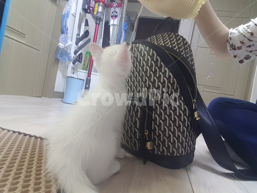 키티,cat,고양이,animal,동물,포유류,pet,집냥이,하얀,뒷태