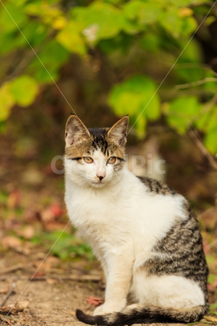 냥이,고양이,길냥이,cat,야옹,동물,animal,포유류,mammal,고양이,cat,kitten,kitty