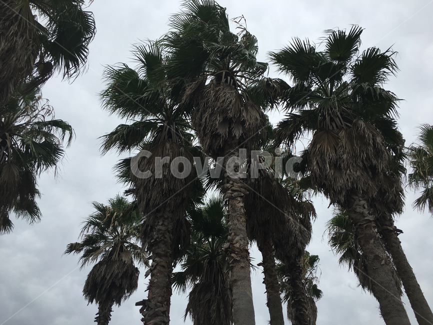 제주도,나무,야자수,식물,tree,palmtree