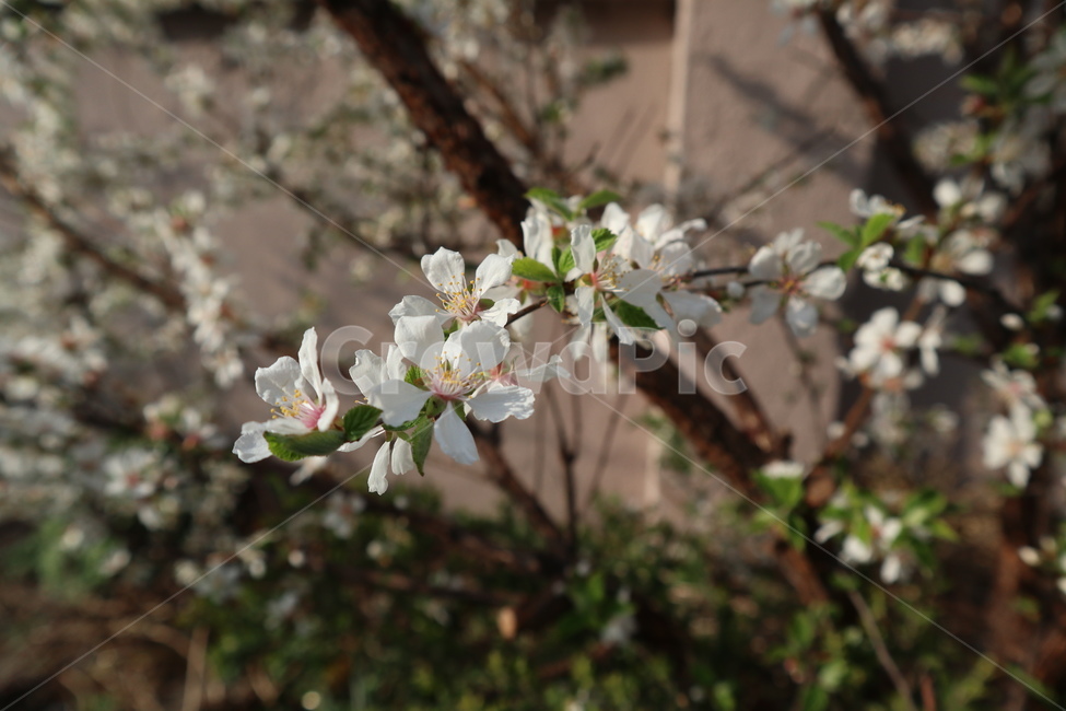 벚꽃,벚꽃나무,봄,꽃,흰꽃,왕벚꽃,흰벚꽃,체리블라썸,봄,계절,spring,season,식물,자연,plants,nature,꽃,flower,plant,blossom